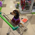 Wózki dla psów w marketach w Polsce! Na zakupy nie tylko z małymi pupilami!