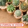 Jak odświeżyć KAKTUSY po ZIMIE? Zobacz praktyczny poradnik