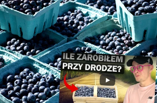 Ile można zarobić sprzedając jagody przy drodze? Znany YouTuber sprawdza!