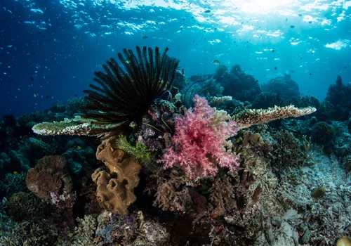 Dzień Trójkąta Koralowego: Ochrona 'Amazonii Mórz'