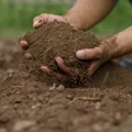 Światowy Dzień Gleby: Znaczenie i Wyzwania dla Przyszłości