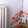 Pleśń a zdrowie – 7 sygnałów mówiących o chorobie spowodowanej pleśnią!
