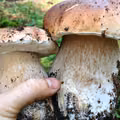 Dlaczego Polacy kochają zbierać grzyby? Co naprawdę kryje się za tym fenomenem?