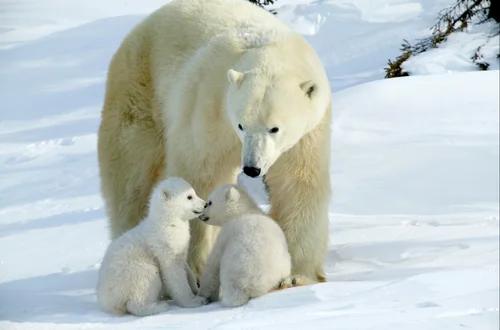 Dzień Niedźwiedzia Polarnego: Czy Wiesz Wszystko o Tym Majestatycznym Zwierzęciu?