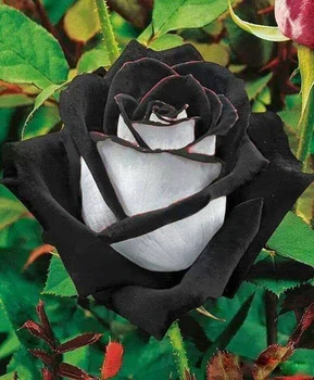 Prawdziwe cudo- czarna róża