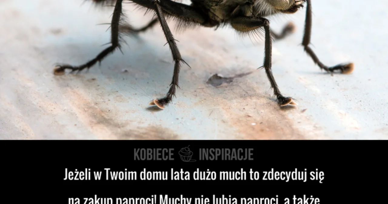 Jak przegonić muchy ze swojego domu?