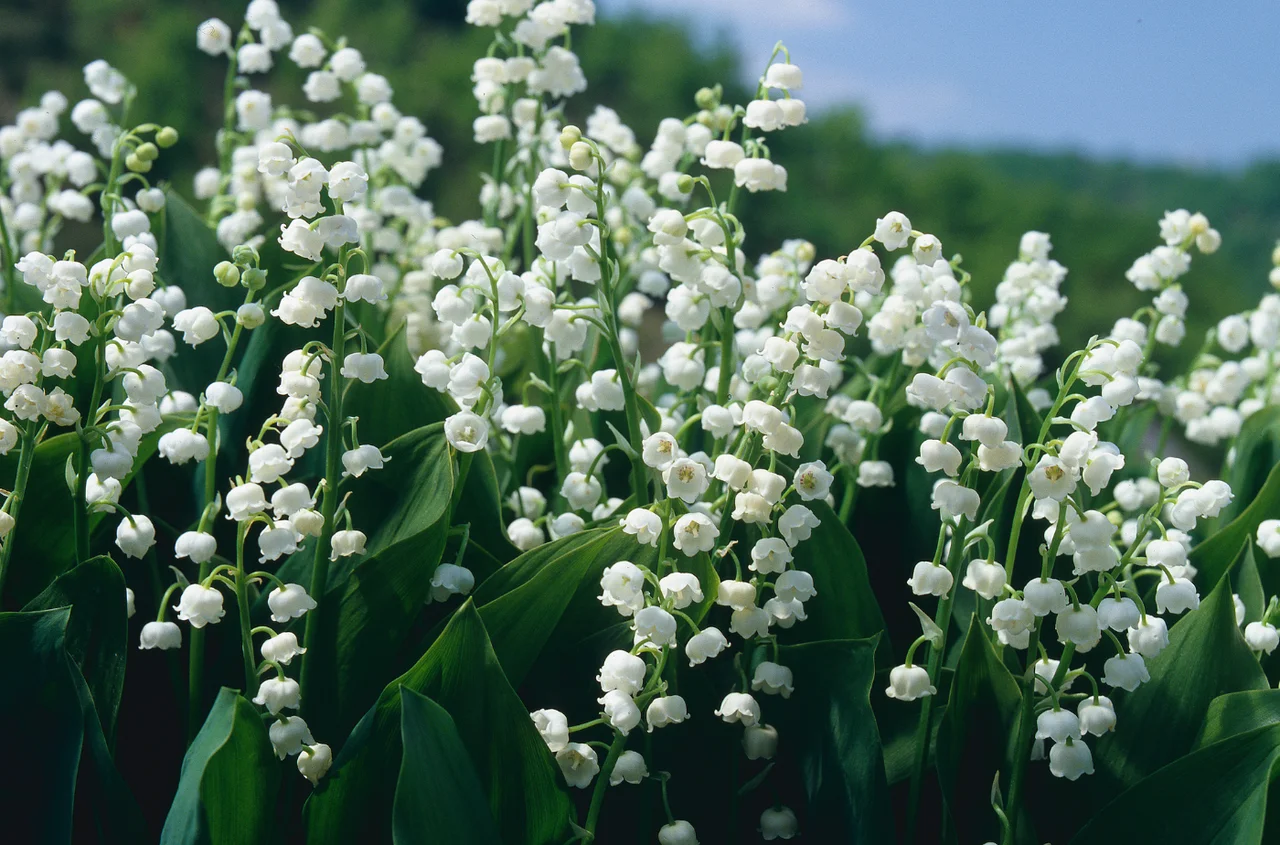 Święto Konwalii: Historia, Znaczenie i Tradycje