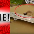 1260 interwencji straży pożarnej, ewakuacje, powodzie i podtopienia. Sytuacja pogodowa w Polsce