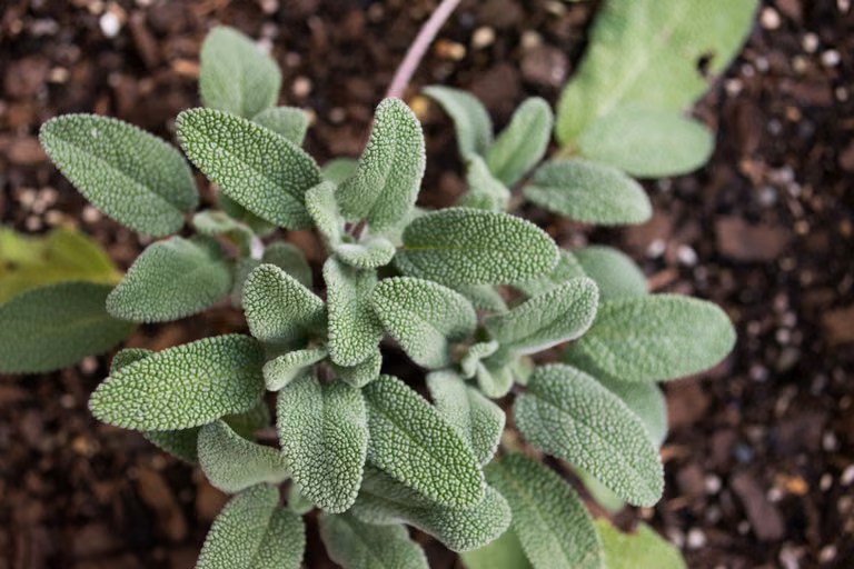 9 naturalnych ziół i roślin na leczenie bólu głowy