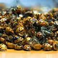 Inwazja biedronek azjatyckich! Ich ugryzienie jest niebezpieczne!