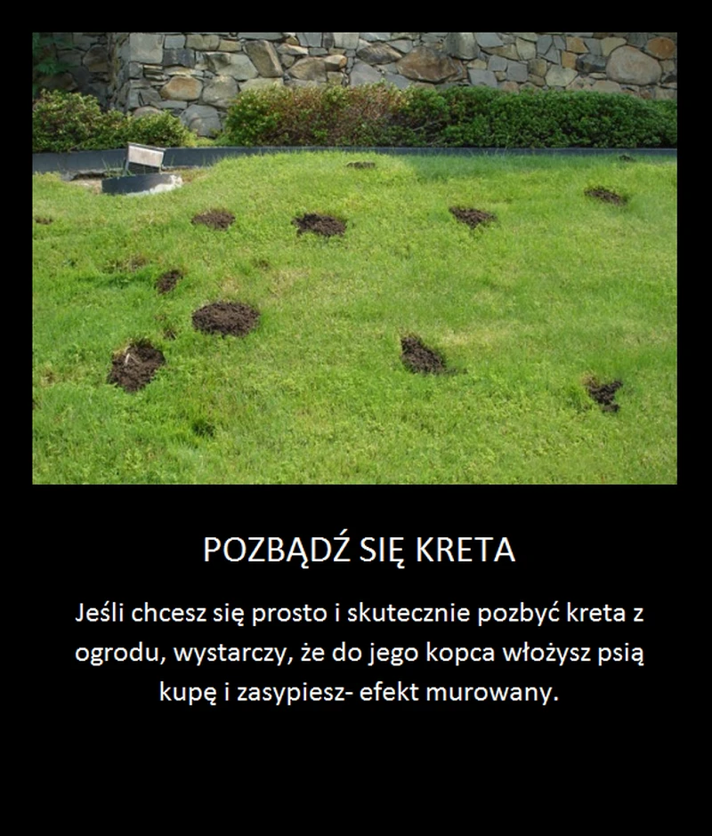 Trik na pozbycie się kreta z ogrodu! To działa!