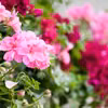 Czym najlepiej nawozić PELARGONIE?