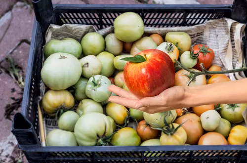 Dodaj jabłko do pomidorów i czekaj na efekt! Ekspresowy trik dojrzewania i lepszego smaku