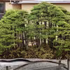 Mini las - bonzai