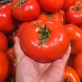Co szypułka mówi o pomidorze? TEN szczegół ma wielkie znaczenie!