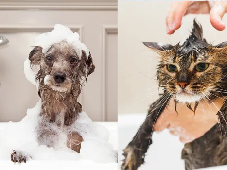 Jak często kąpać psy i koty?