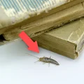 Robaki w domu. Które z nich są groźne dla ludzi?