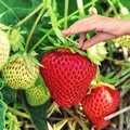 Takich truskawek jeszcze nie jadłeś! Wykorzystaj te 2 składniki a nie pożałujesz!