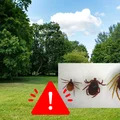 Gigantyczny kleszcz zadomowi się w Polsce!? Eksperci ostrzegają: To tylko kwestia czasu!