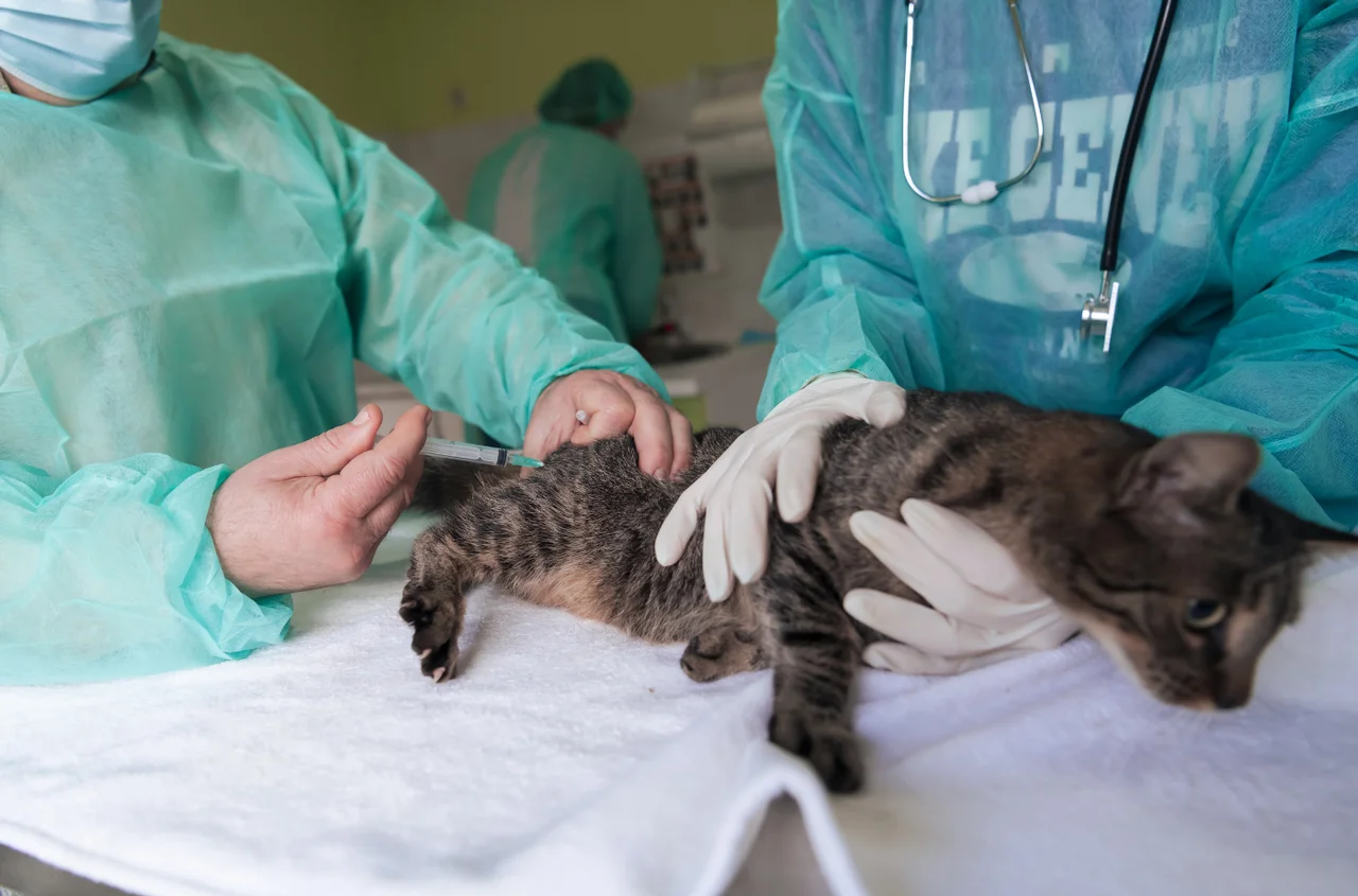Tajemnicza choroba atakuje koty! Weterynarze są bezsilni! Co musisz wiedzieć?