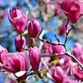 Magnolia już kwitnie! Czy może uczulać i powodować objawy, których nie podejrzewasz?