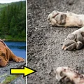 Psy umierają na tajemniczą chorobę. W Norwegii giną dziesiątki czworonogów...