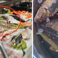 Gdzie i za ile można już kupić żywego karpia? Porównujemy ceny w różnych marketach!