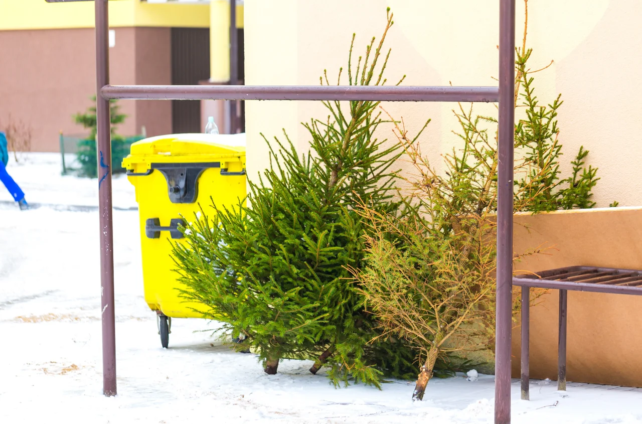 500 zł kary za wyrzucenie choinki?! Tak, jeśli zrobisz to w tym miejscu