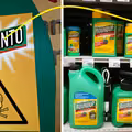 Monsanto zapłaci 1,1 mld zł odszkodowania. Jego produkt wywołał raka!