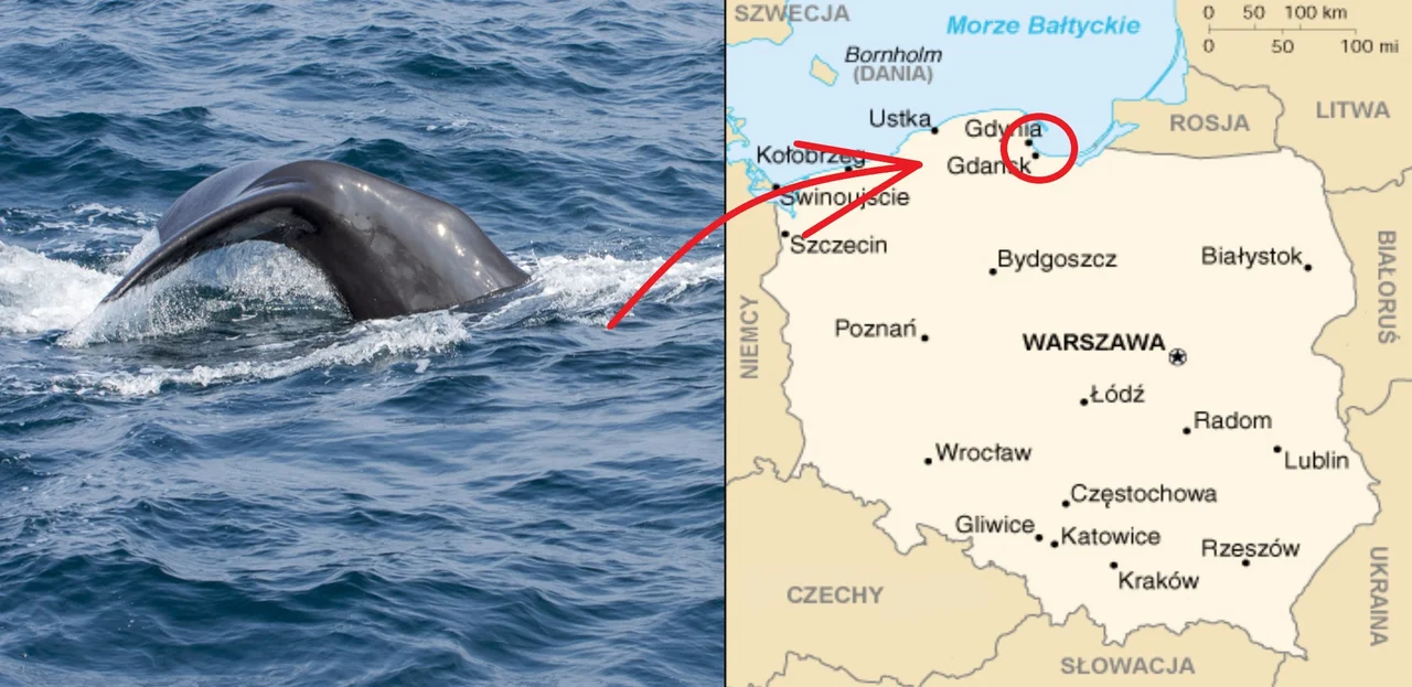 Coś niespotykanego! Delfin spotkany w Bałtyku!
