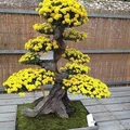 Bonsai