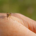 Dzięki tym trikom komary będą trzymać się daleka. Sprawdź je!