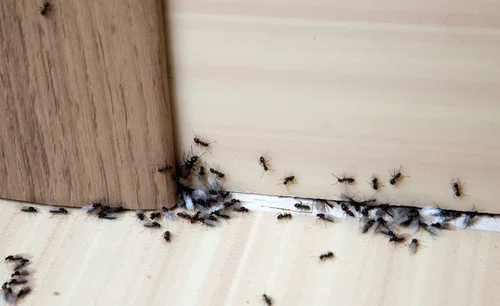 Domowe sposoby na mrówki w kuchni