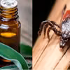 4 naturalne olejki, które odstraszą kleszcze i komary!
