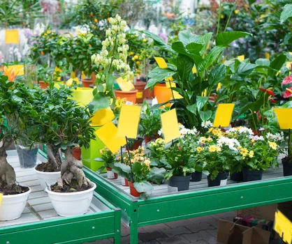 Czy można reklamować rośliny doniczkowe kupione w sklepie?