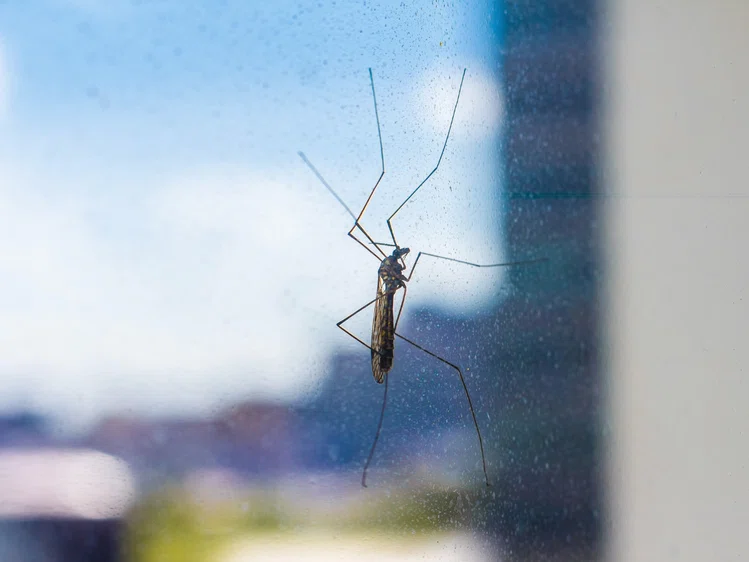 Zdjęcie Niewidzialna bariera przeciwko owadom! Pozbądź się komarów i muszek! #1