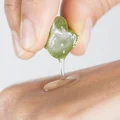HIT z Apteki – plaster z aloesem. Dlaczego warto mieć go pod ręką?