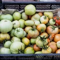 Dlaczego niektóre pomidory pozostają zielone? Ten jeden czynnik powoduje, że nie dojrzewają