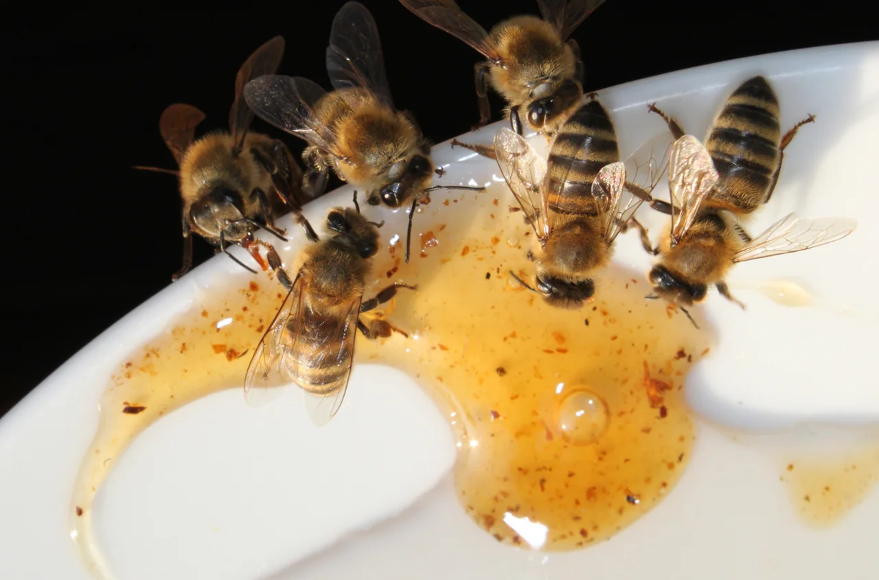 Osy, pszczoły i szerszenie nie dają Ci spokoju? Sprawdź, jakie zapachy skutecznie je odstraszą!