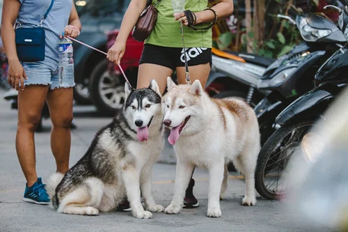 Petsitter – kto to taki? Czy każdy może nim zostać?