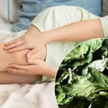 Ten naturalny napar przyniesie ulgę spuchniętym kolanom! Wystarczy zajrzeć do ogrodu