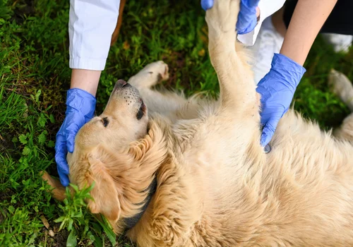 Dzień Pierwszej Pomocy dla Zwierząt Dzikich i Domowych: Jak Udzielać Pomocy?