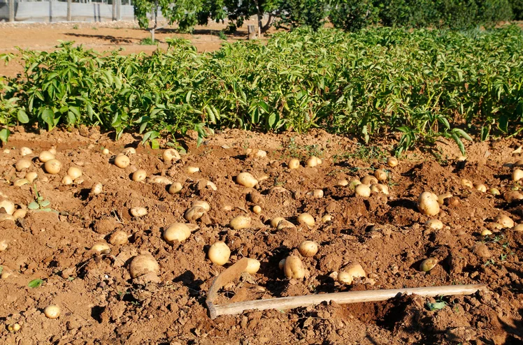 Zdjęcie Odkryj, jak ta codzienna czynność wpłynie na rekordowe plony ziemniaków! #1