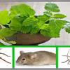 Trzymaj tą roślinę w domu, a odstraszysz pająki i inne insekty!