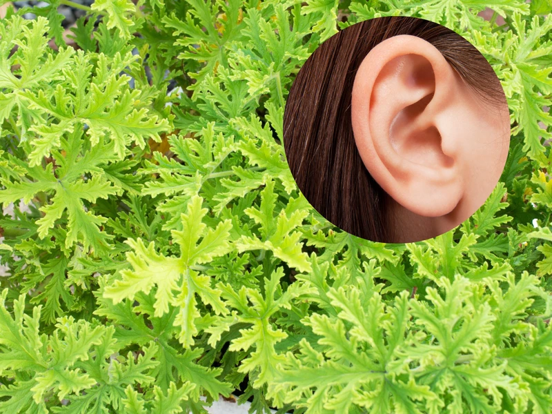 Zwiń listek i włóż go do ucha! Ten rodzaj pelargonii przyniesie ci ulgę.