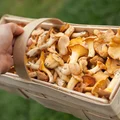 Jak przygotować kurki, żeby nie były gorzkie? Odkryj sprawdzone porady smakosza.