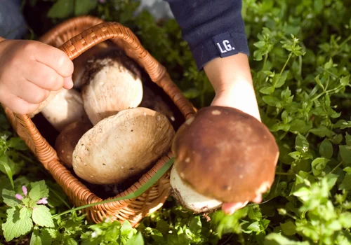 Co się stanie, jeśli zjemy robaczywego grzyba? Sprawdź, zanim trafisz na coś nieprzyjemnego!