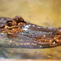 Najstarszy mieszkaniec europejskiego zoo żyje w Płocku! W tym roku skończył 94 lata!