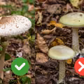 Wysyp kani w pełni! Tylko nie pomyl jej z groźnym sobowtórem. Nie ryzykuj zdrowia!