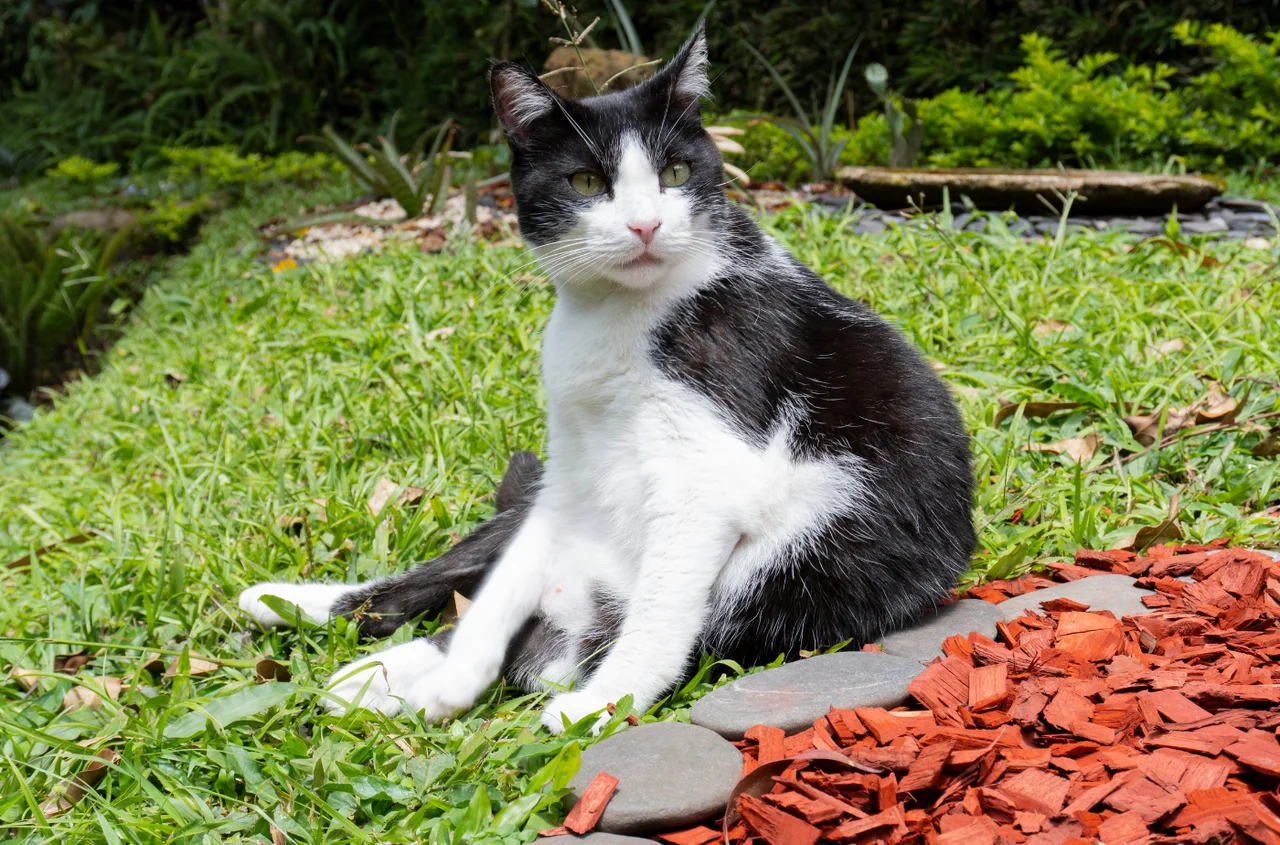 Agresywny wirus atakuje koty! Choroba rozwija się błyskawicznie i może prowadzić do niewydolności wielu narządów